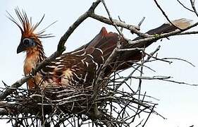 Hoatzin