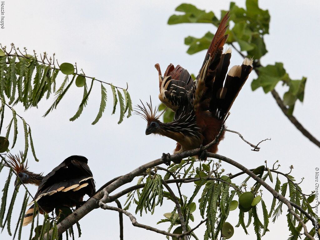 Hoatzin