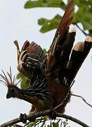 Hoatzin