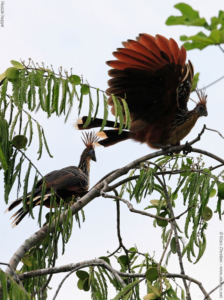 Hoatzin