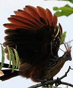 Hoatzin