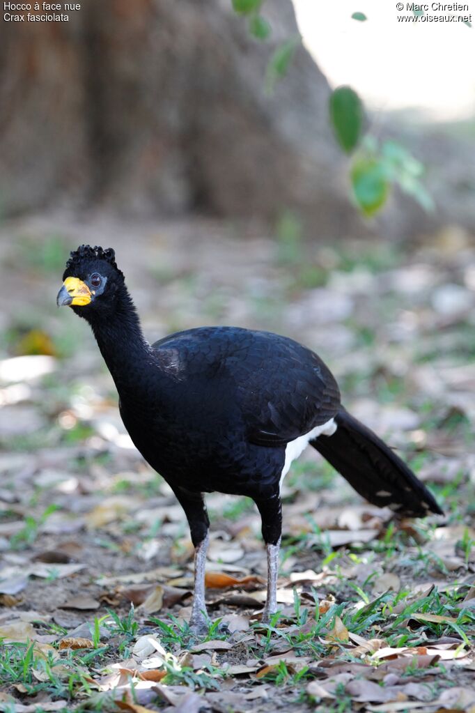 Bare-faced Curassow male