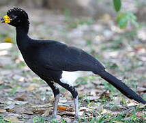 Bare-faced Curassow