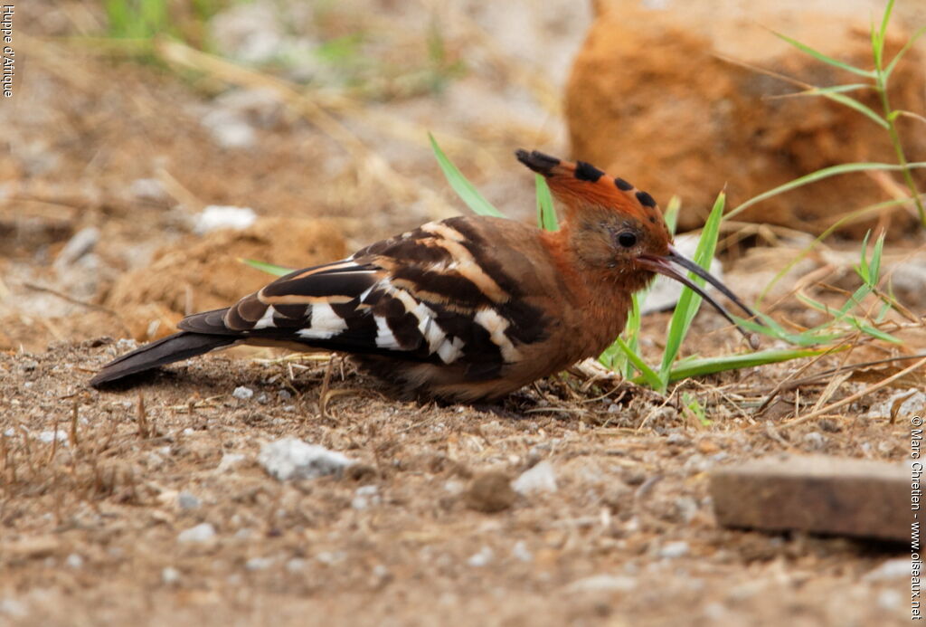 Huppe d'Afrique, identification