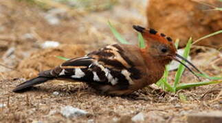 African Hoopoe