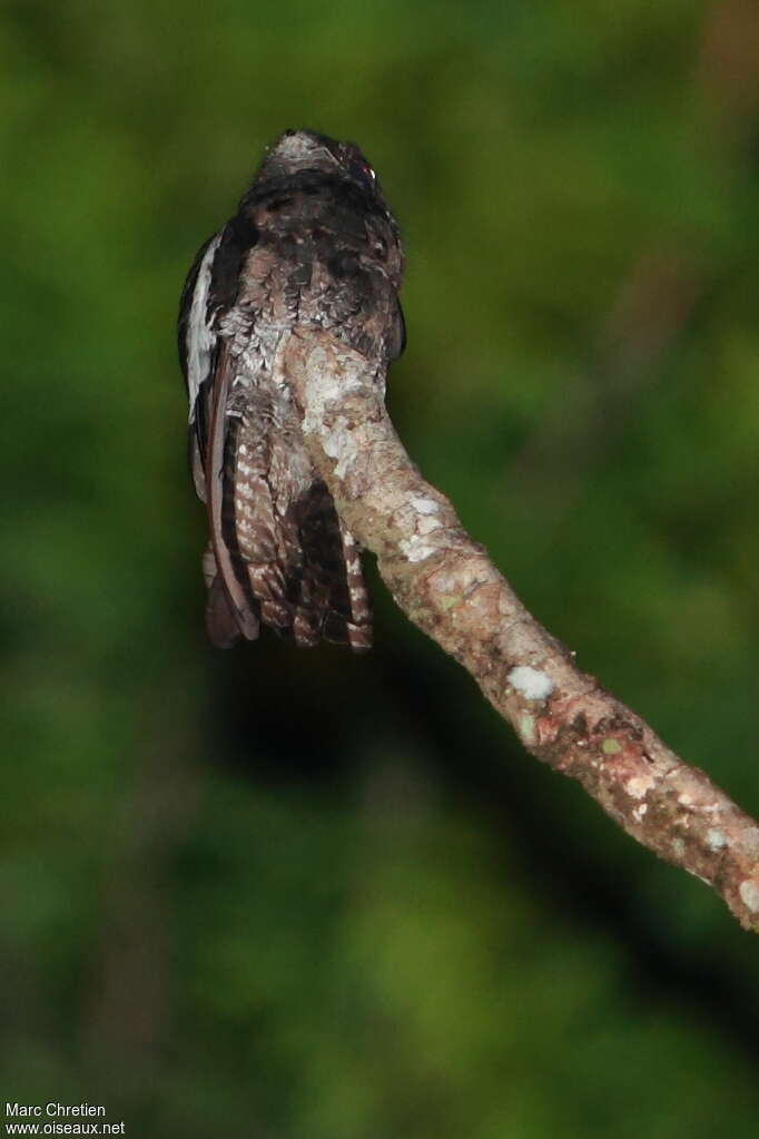 White-winged Potooadult, identification