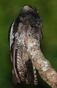 White-winged Potoo