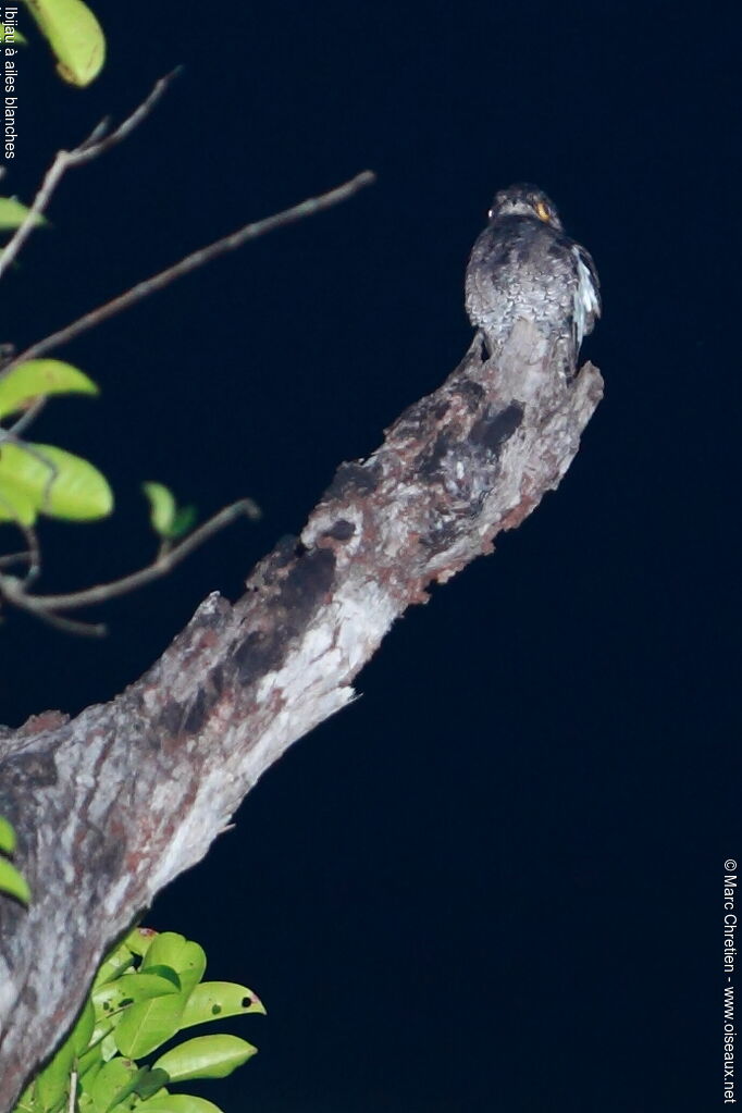 White-winged Potooadult, identification