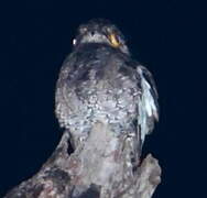 White-winged Potoo