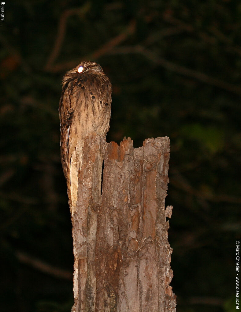 Common Potoo