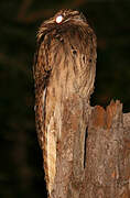 Common Potoo