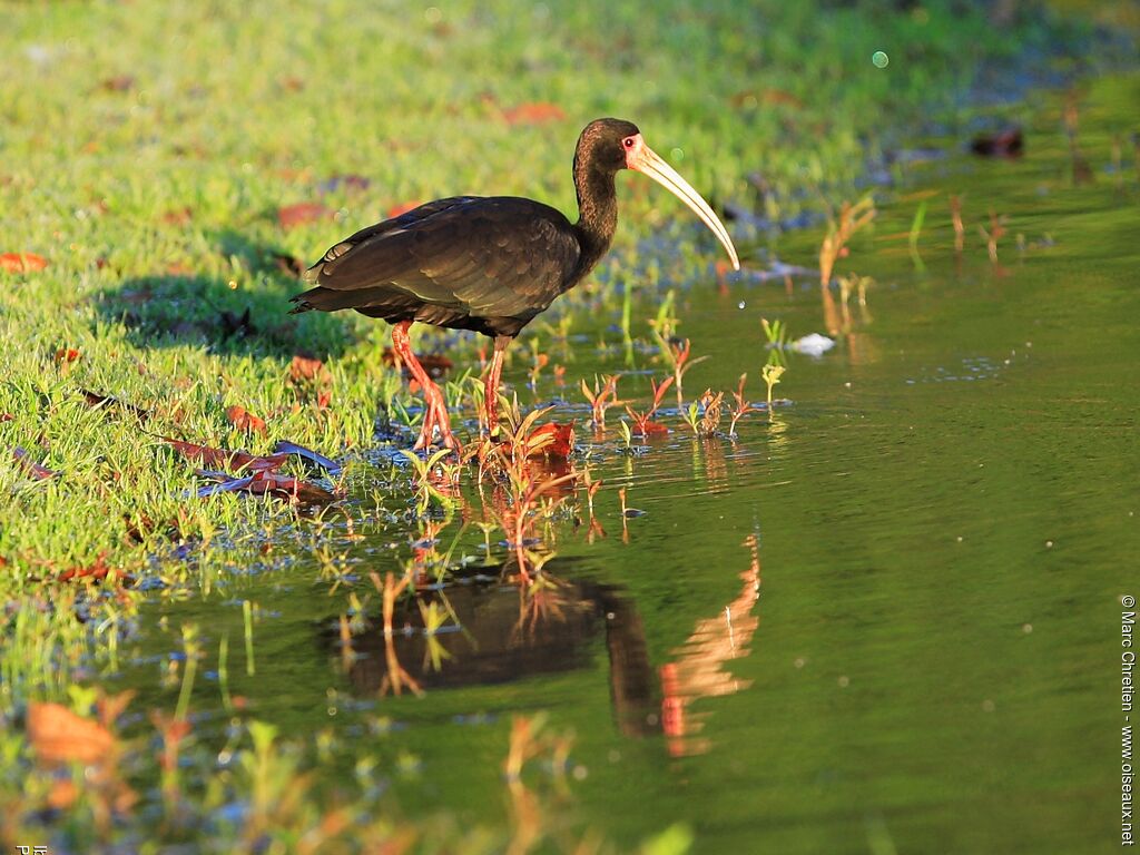 Ibis à face nueadulte