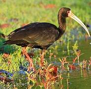 Ibis à face nue