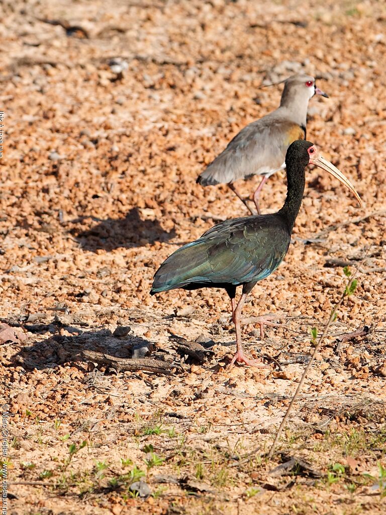 Ibis à face nueadulte