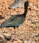 Bare-faced Ibis