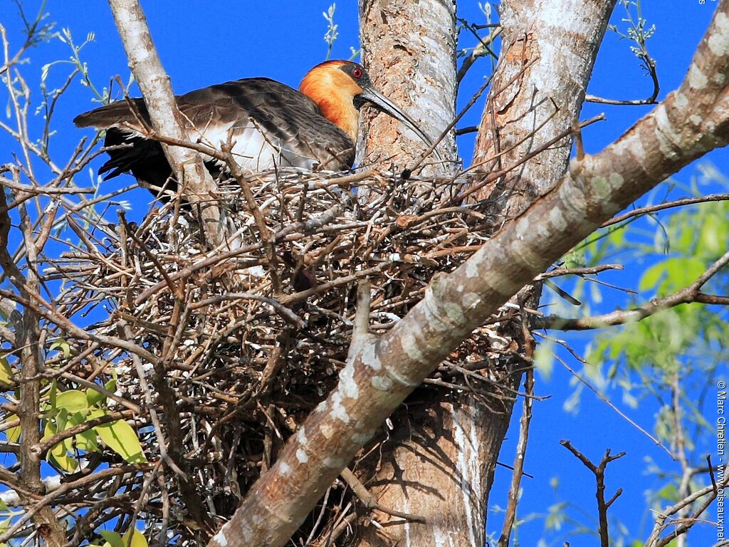 Buff-necked Ibisadult