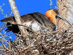 Buff-necked Ibis