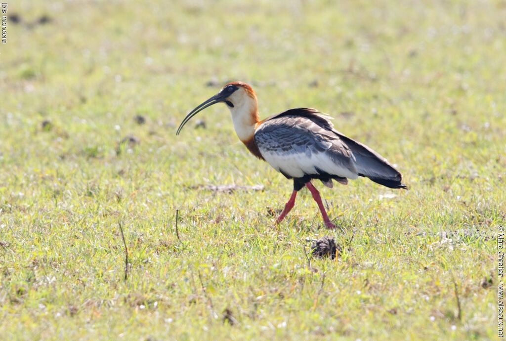 Buff-necked Ibis