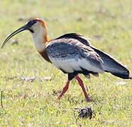 Buff-necked Ibis