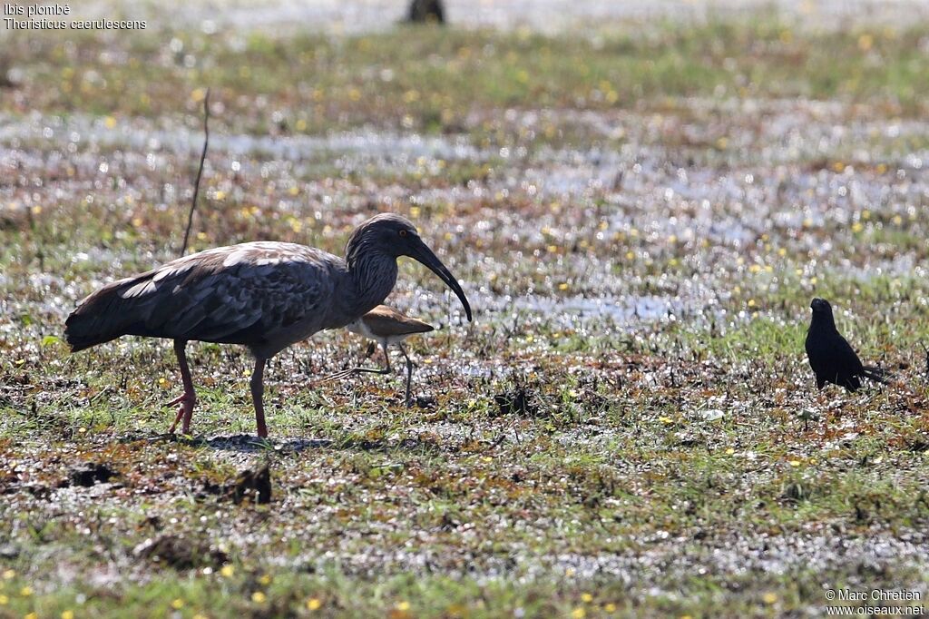 Ibis plombéadulte