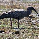 Ibis plombé