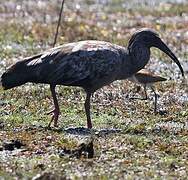 Plumbeous Ibis