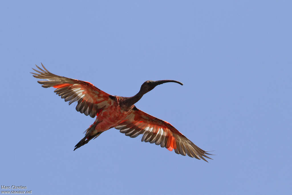 Ibis rougeimmature, mue, composition, pigmentation, Vol