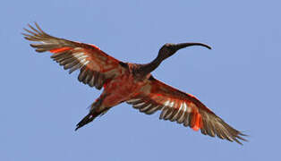 Scarlet Ibis