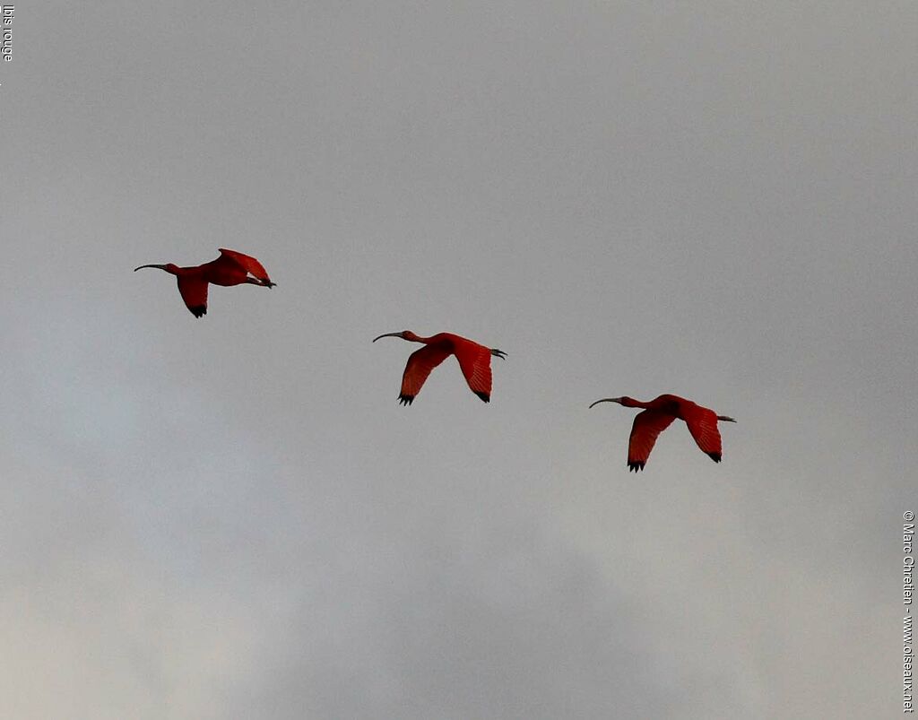 Ibis rougeadulte