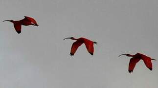 Scarlet Ibis