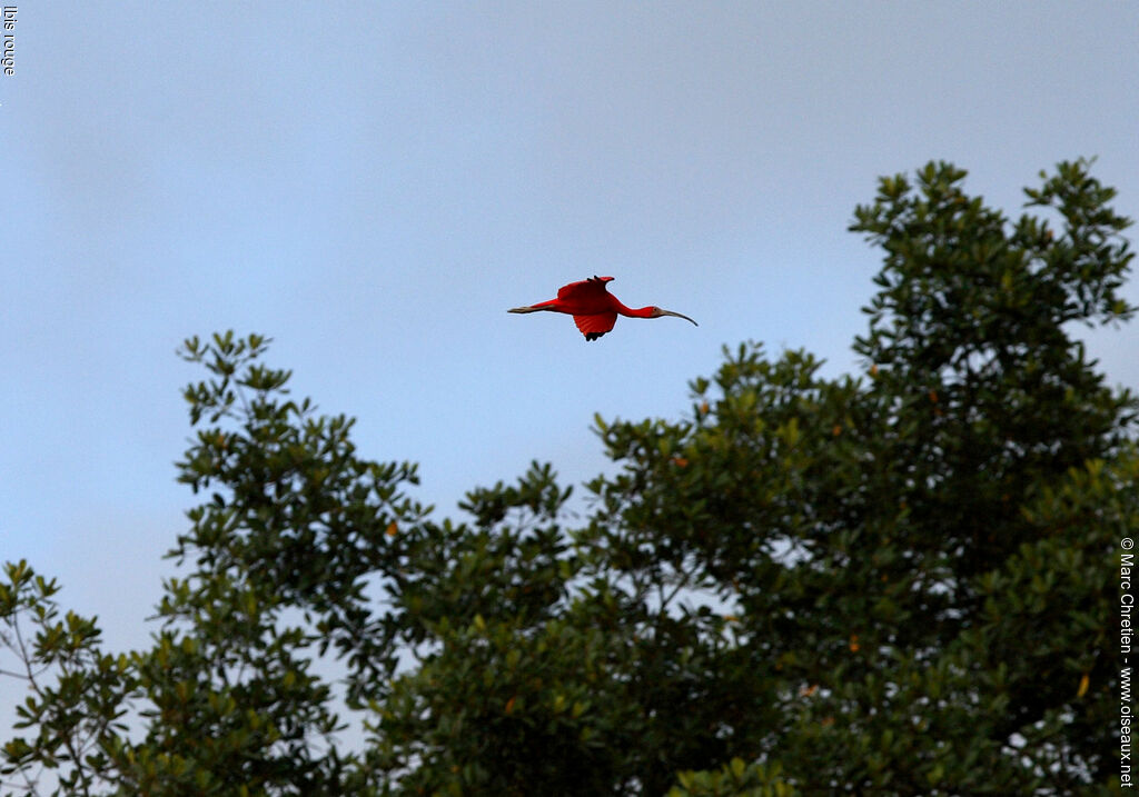 Scarlet Ibis