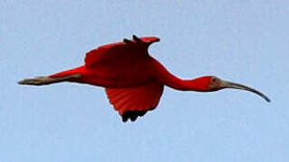 Scarlet Ibis