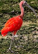 Scarlet Ibis