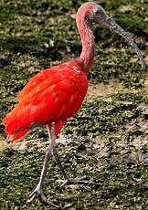 Ibis rouge