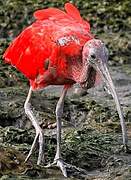 Scarlet Ibis