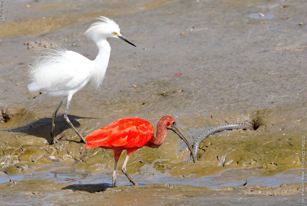 Ibis rouge mâle adulte