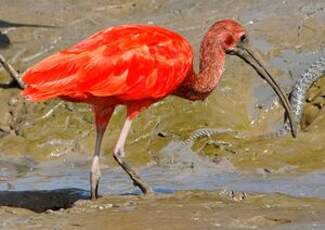 Ibis rouge