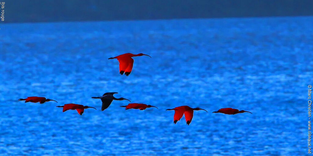 Ibis rougeadulte, identification