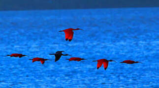 Scarlet Ibis