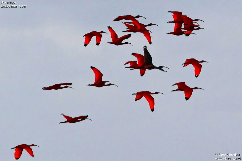 Scarlet Ibis