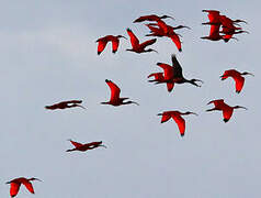 Scarlet Ibis