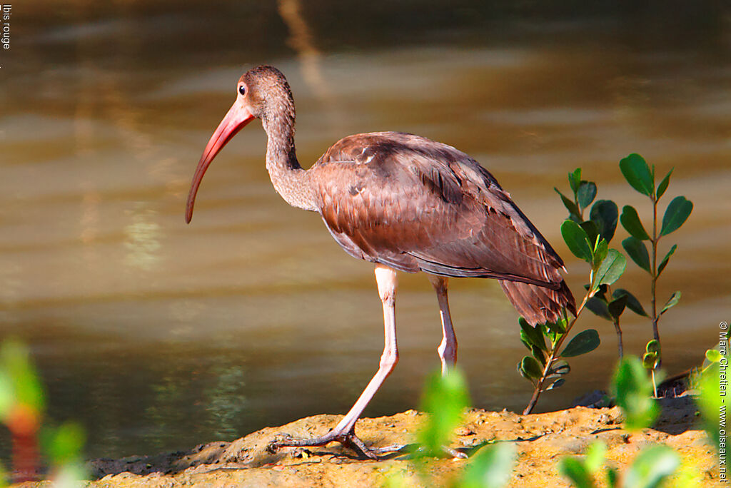 Ibis rougeimmature