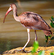 Ibis rouge