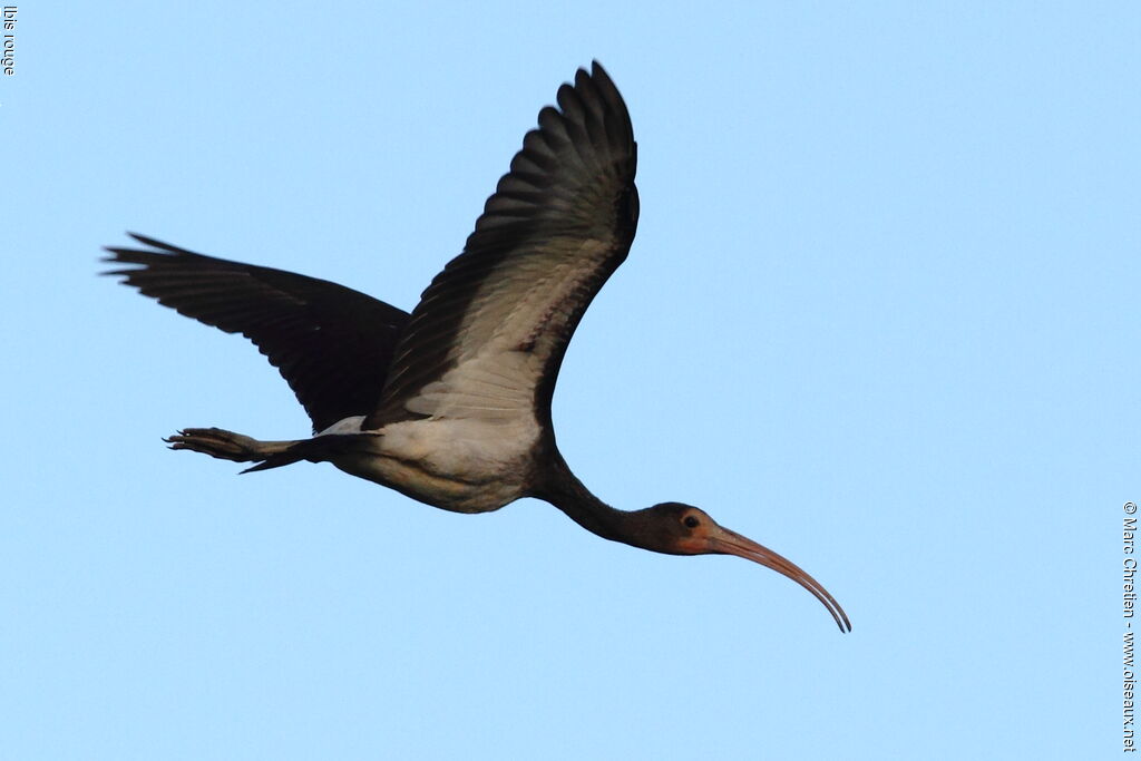 Ibis rougeimmature