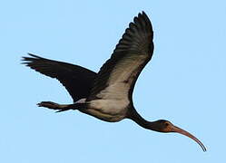 Scarlet Ibis