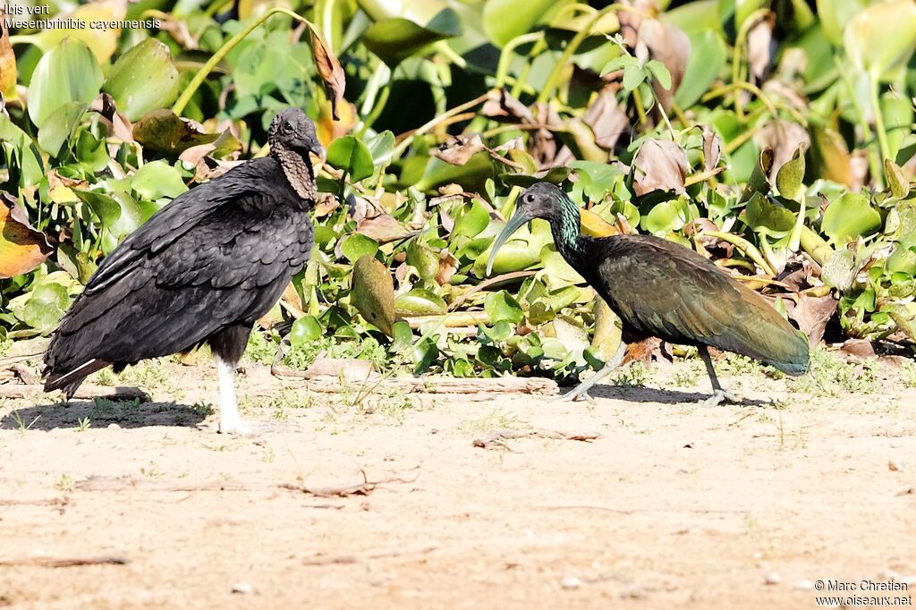 Green Ibis