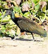 Green Ibis