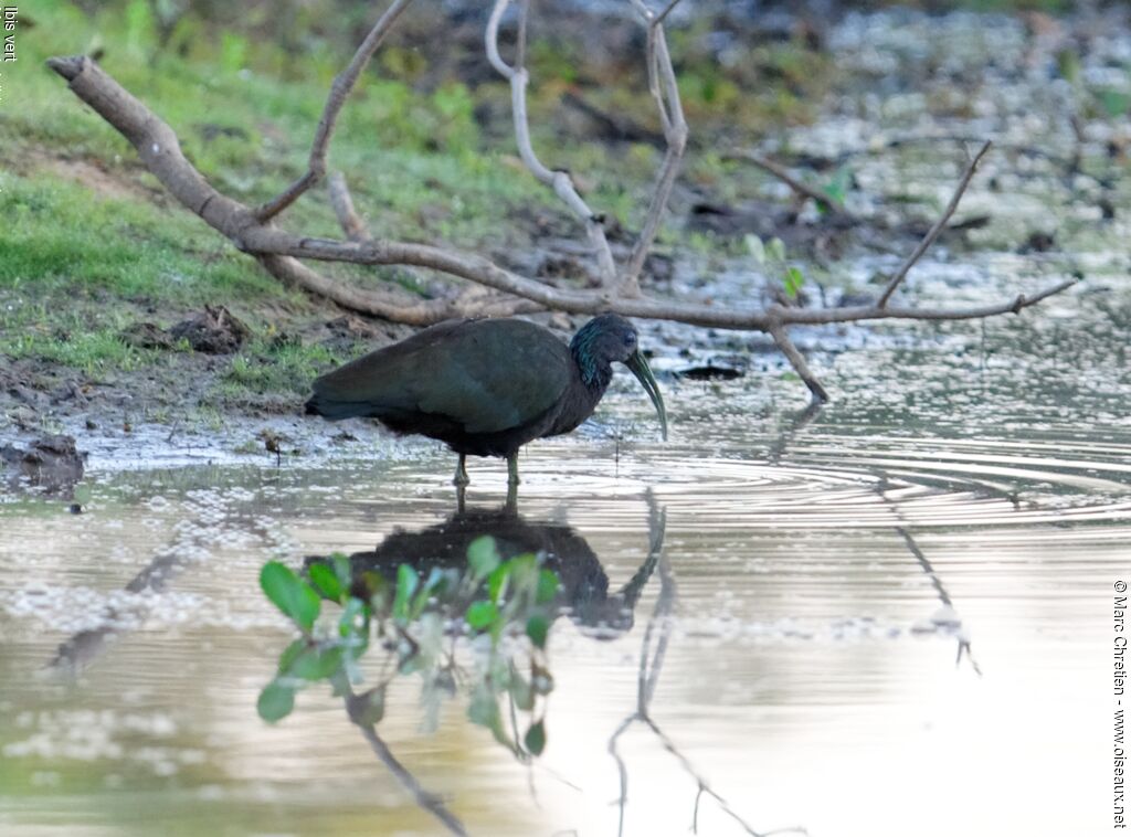 Ibis vertadulte