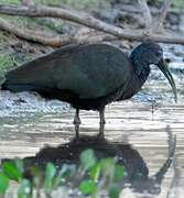 Green Ibis