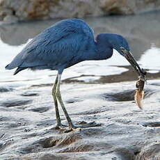 Aigrette bleue